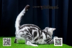 Cute Cat9