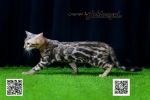 Cute Cat8