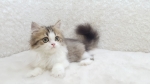 Cute Cat8