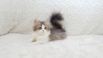 Cute Cat6