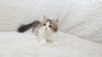 Cute Cat8