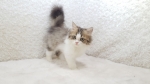 Cute Cat4