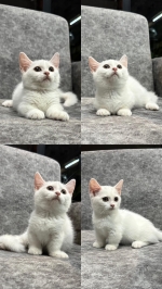 Cute Cat7