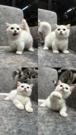 Cute Cat5