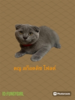 Cute Cat2
