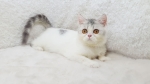 Cute Cat3