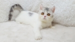 Cute Cat1