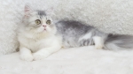 Cute Cat2