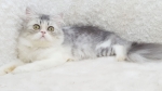 Cute Cat10