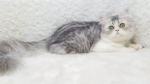 Cute Cat4