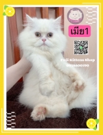 Cute Cat1