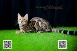 Cute Cat9