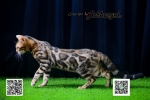Cute Cat1