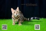 Cute Cat1