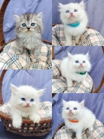 Cute Cat8