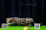 Cute Cat9