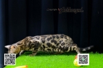 Cute Cat9