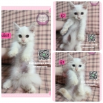 Cute Cat5