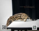 Cute Cat6
