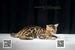Cute Cat6