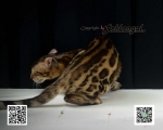 Cute Cat4
