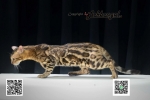 Cute Cat6