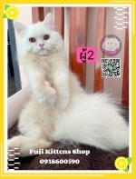 Cute Cat10