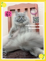 Cute Cat3