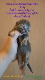 Cute Cat2