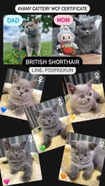 Cute Cat1