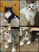 Cute Cat10