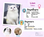 Cute Cat9