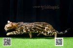 Cute Cat8