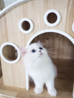 Cute Cat5