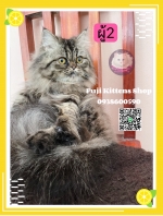 Cute Cat6