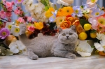 Cute Cat5