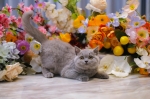 Cute Cat3