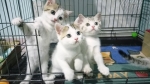 Cute Cat4