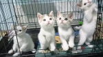 Cute Cat2