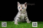 Cute Cat3