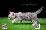 Cute Cat2