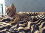 Cute Cat1