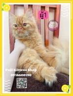Cute Cat8