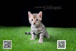 Cute Cat7