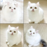 Cute Cat10