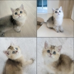 Cute Cat6