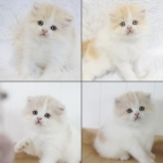 Cute Cat10