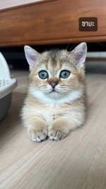 Cute Cat1
