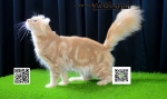 Cute Cat8