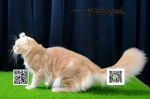 Cute Cat8